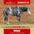 Annuncio cavallo