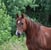 Annuncio cavallo