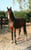 Horse ad