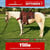 Annuncio cavallo