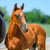 Annuncio cavallo