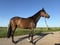Horse ad