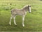 Horse ad