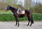 Horse ad