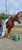 Horse ad