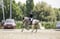 Annuncio cavallo