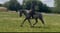 Annuncio cavallo