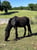 Horse ad