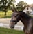Annuncio cavallo