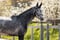 Horse ad