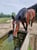 Horse ad