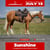 Annuncio cavallo