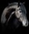 Horse ad