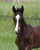 Horse ad