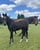 Annonce cheval