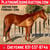 Horse ad