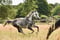 Annuncio cavallo