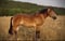 Annuncio cavallo