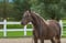 Horse ad