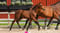 Horse ad