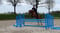 Annuncio cavallo