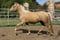 Horse ad