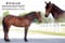 Horse ad