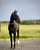 Horse ad