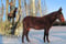 Horse ad