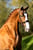 Horse ad