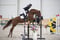 Annuncio cavallo