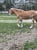 Annuncio cavallo