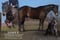 Annuncio cavallo