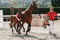 Anuncio de caballos