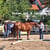 Annonce cheval