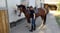 Horse ad