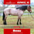 Annuncio cavallo