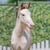 Horse ad