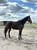 Annonce cheval
