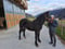 Horse ad