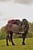 Horse ad