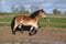 Horse ad