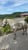 Horse ad