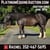 Horse ad