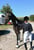 Horse ad