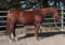 Annuncio cavallo