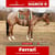 Horse ad