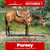 Paardadvertentie