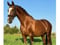 Horse ad