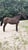 Horse ad